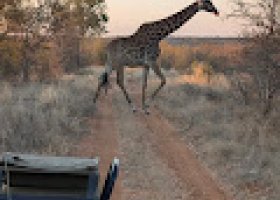 ext_panorama-route-a-safari-v-jar-022.jpg