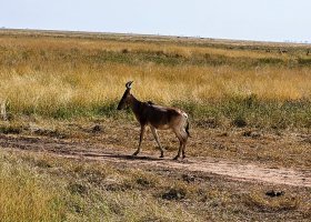 ext_safari-v-keni-032.jpg