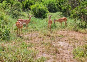 ext_safari-v-keni-038.jpg