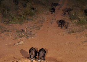 ext_safari-v-keni-043.jpg