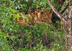 ext_safari-v-keni-068.jpg