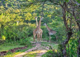 ext_safari-v-keni-091.jpg