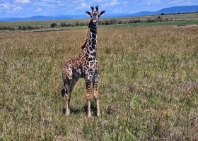 ext_safari-v-keni-098.jpg