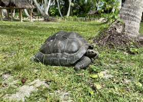 ext_waldorf-astoria-platte-a-ine-hotely-na-seychelach-001.jpeg