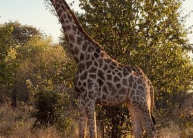 ext_zimbabwe-a-botswana-2026-012.jpg