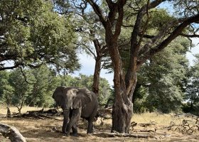 ext_zimbabwe-a-botswana-2026-063.jpg