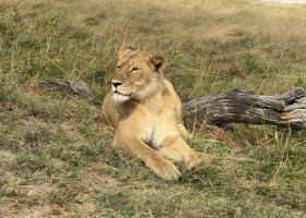 ext_zimbabwe-a-botswana-2026-065.jpg
