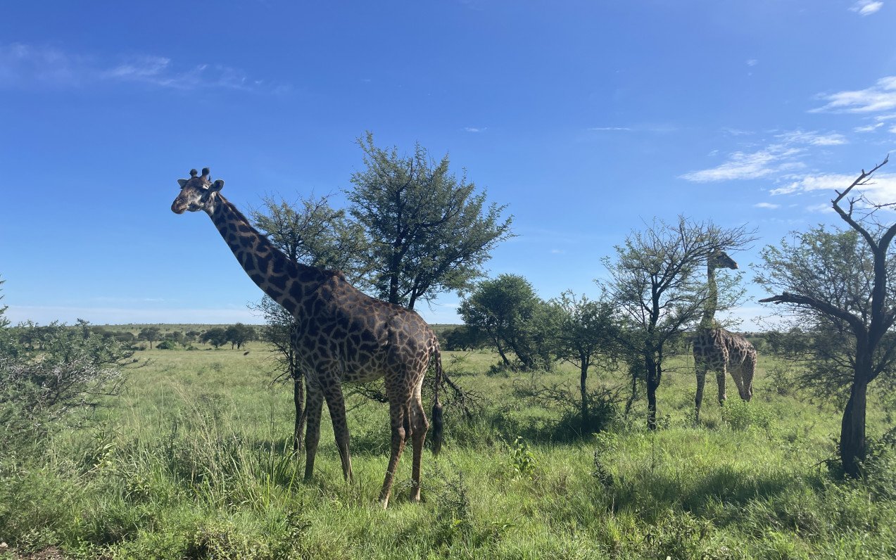 Fantastické safari v Tanzánii