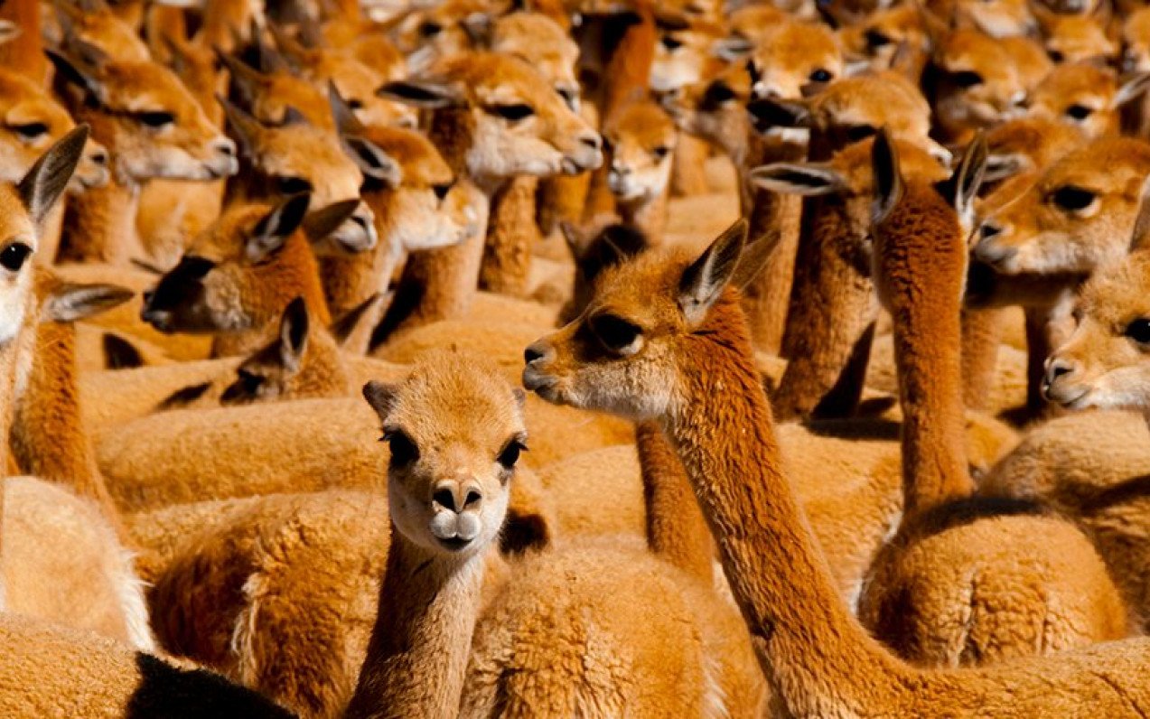 kouzelná cesta do Peru